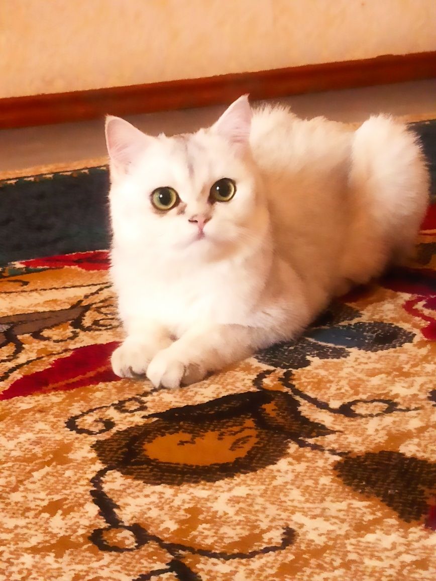 Котята домашная крассивая