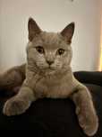 Vand British ShortHair Blue