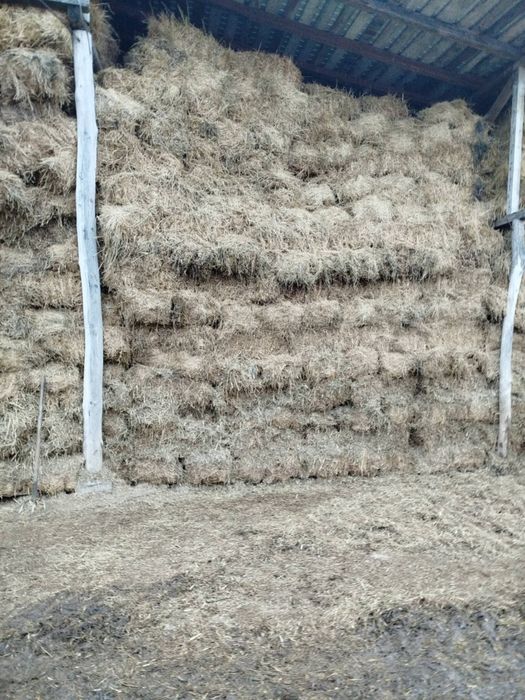 Vând baloti de lucernă