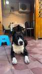 American Staffordshire Terrier [amstaff]