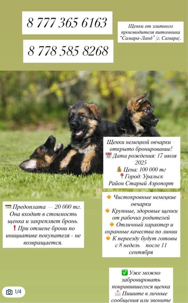 Щенки немецкой овчарки от титульного отца