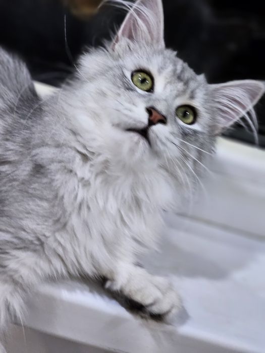 Продажа котят породы май-кун.