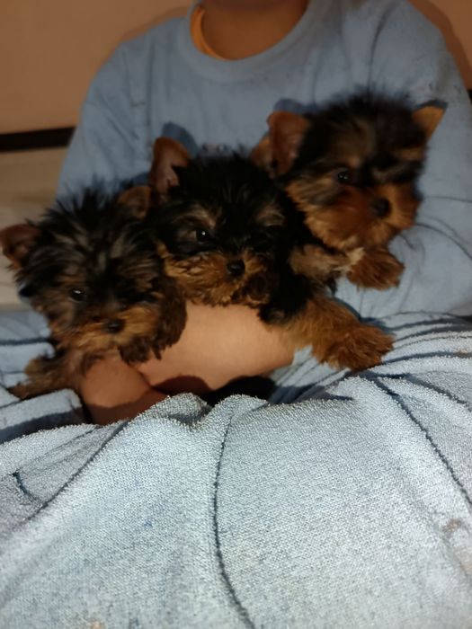 Йоркширски териер