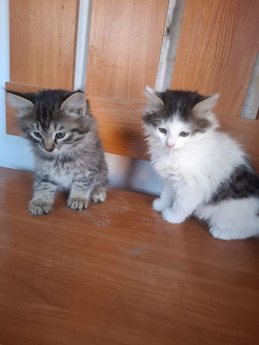 Котята бесплатно