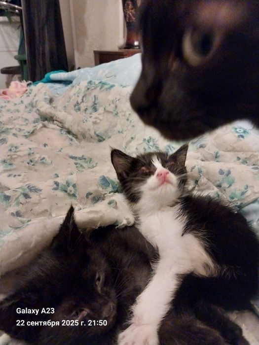 Котята домашние в добрые руки бесплатно