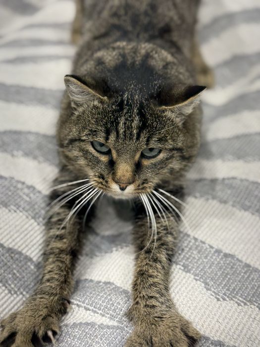 Отдам  кастрированного кота   в добрые руки