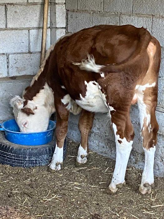 Продается бычок казахской белоголовой породы.