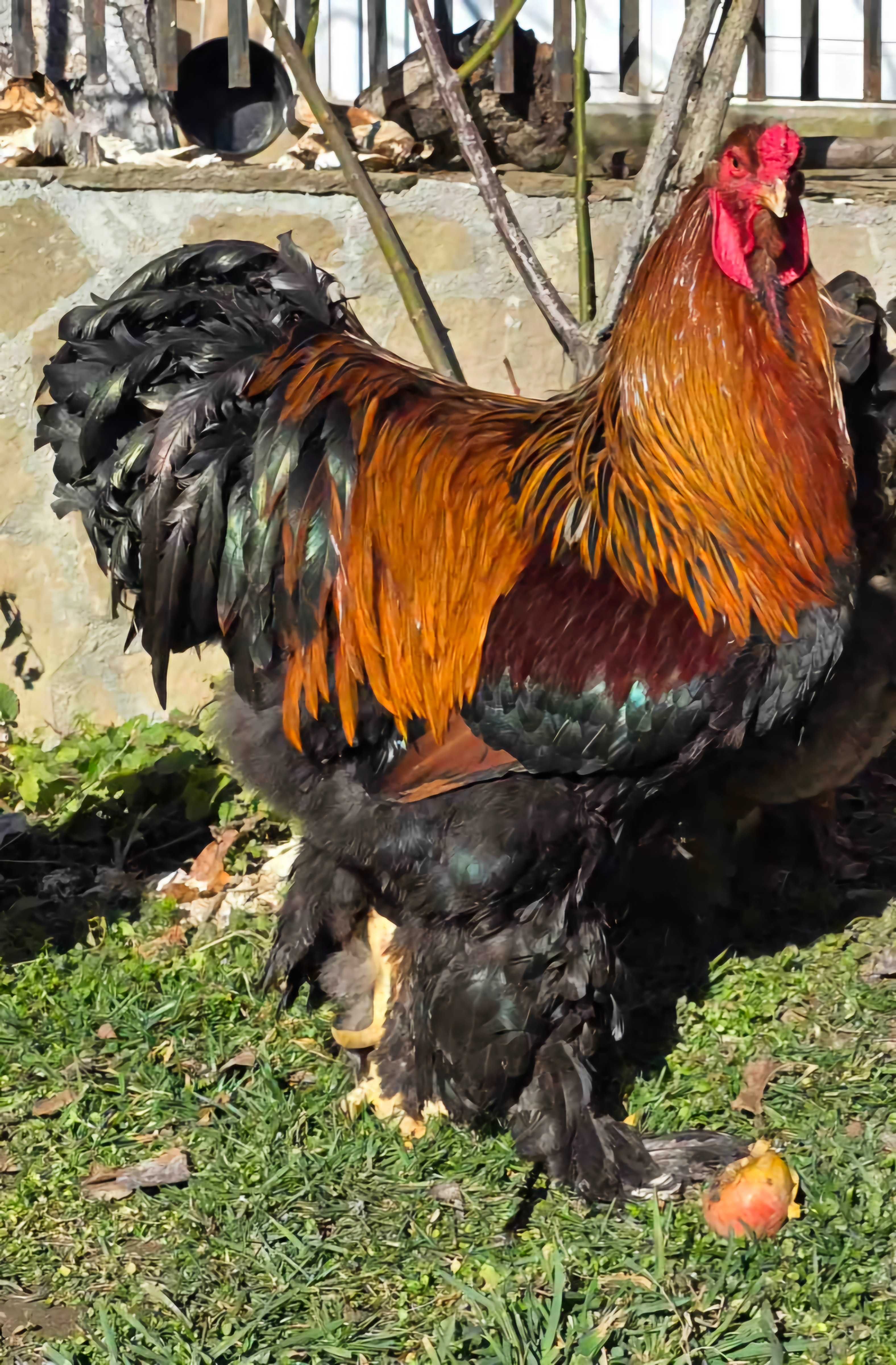 Продавам разплодни яйца от Яребична брама/Partridge Brahma