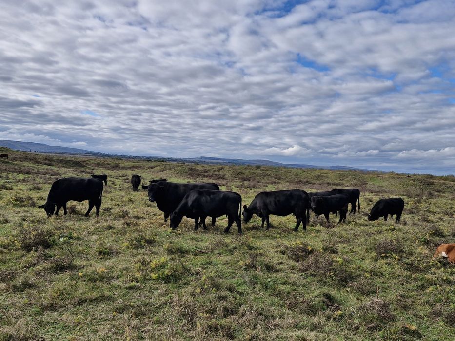 Vand Vaci Black Angus