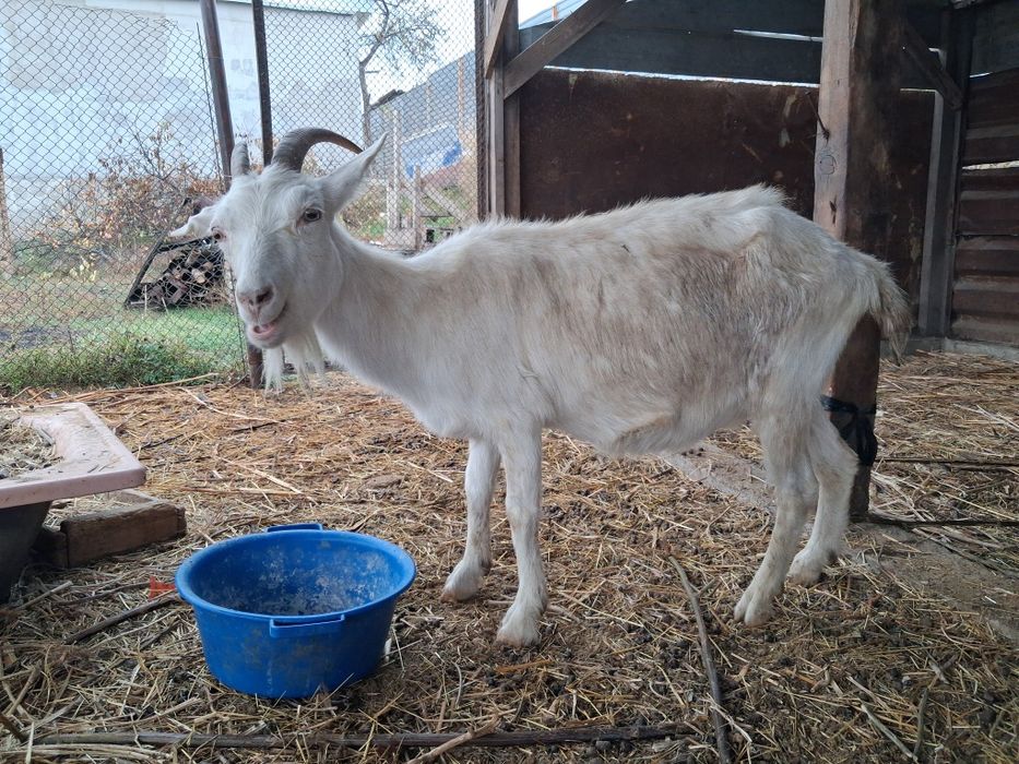 Продаю козу и козлов