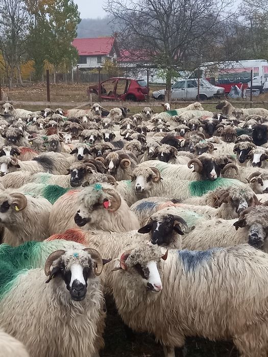 Vînd 30 de oi tinere 570 lei