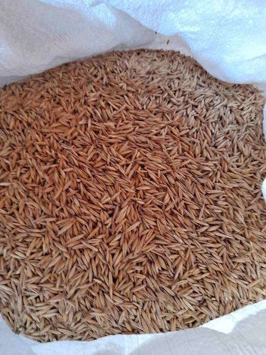 Vând ovăz de anul acesta