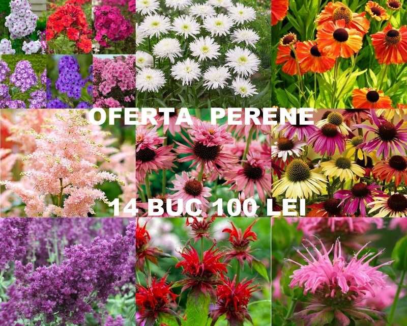 Pachet plante perene echinacea, monarda, margarete, altele 100 lei