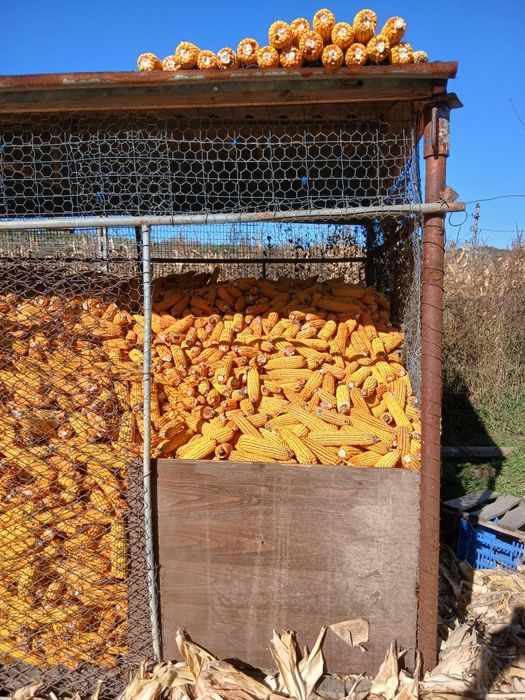 Porumb stiulete  2025