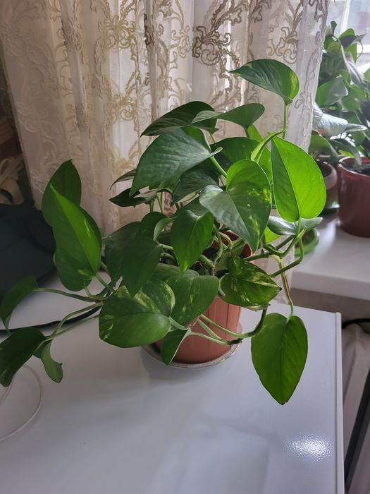 Продам Сциндапсус  комнатный  цветок неприхотливый по 2000