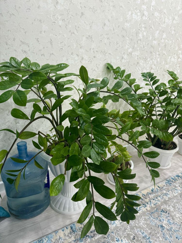 доллар цветы, замиокулькас