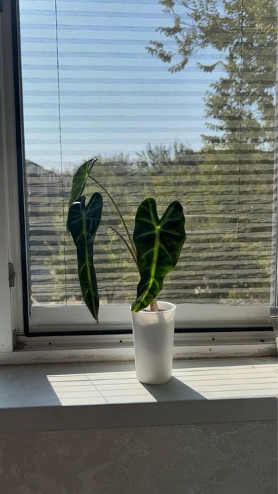 Алоказия Bambino