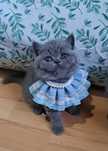Fetita british shorthair blue cu pedigree