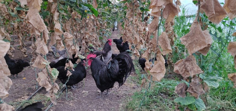 Pui Australorp la 2 săptămâni
