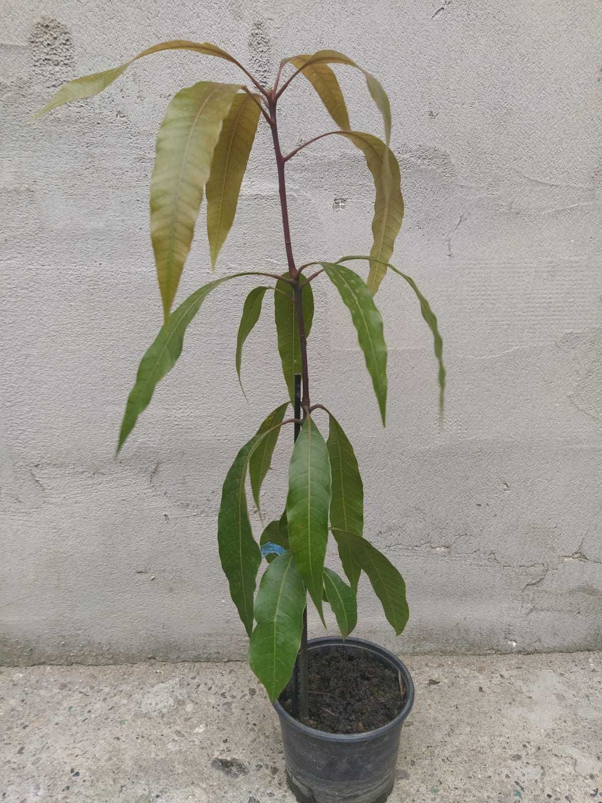 Vand smochin, mango si avocado al doilea an in Timisoara