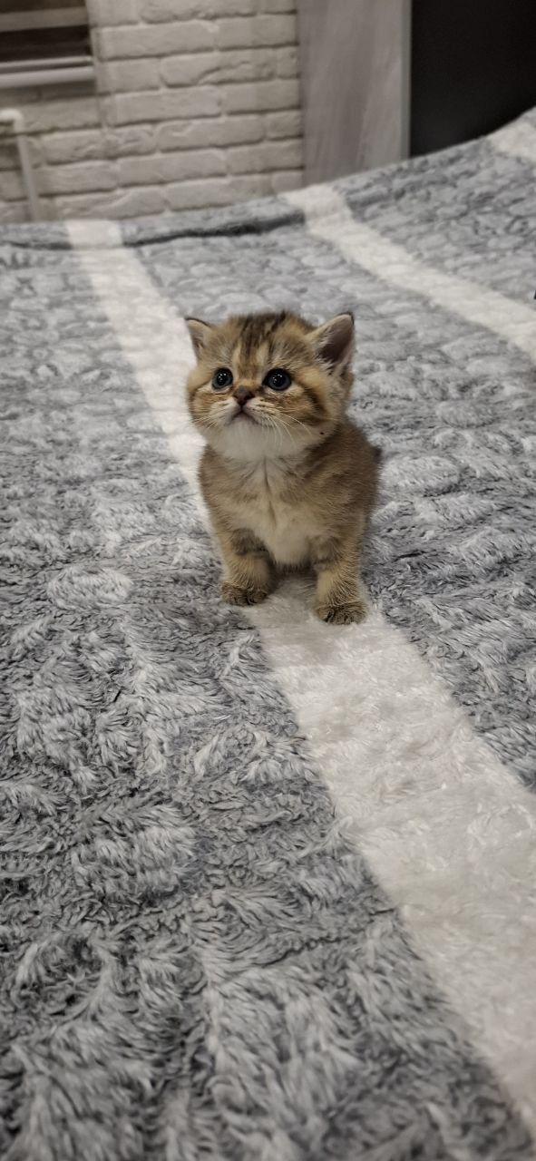 Скотиш страйт золотые девочки