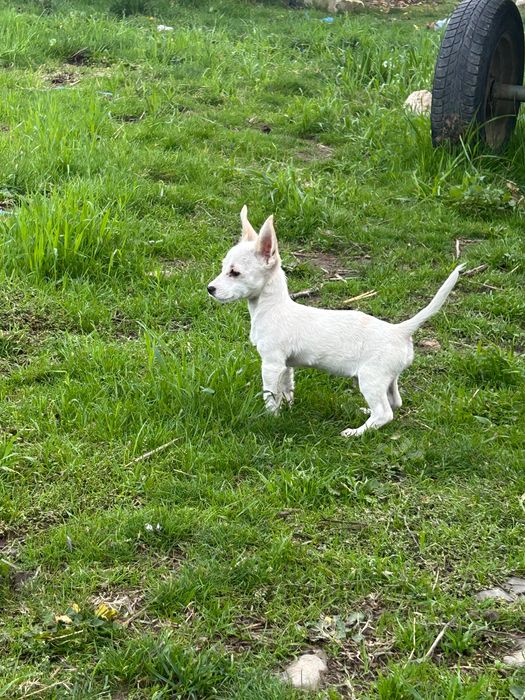 Продавам мъжко chichiua