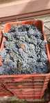 Struguri pentru vin sau must