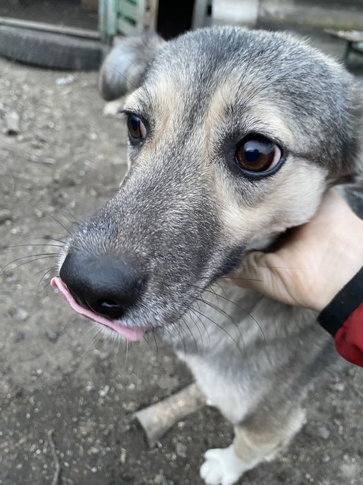 Отдам собак в добрые руки!!!