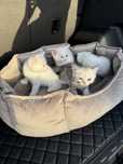 Котенок Серибристая Шиншилла девочка 2 месяца малчики