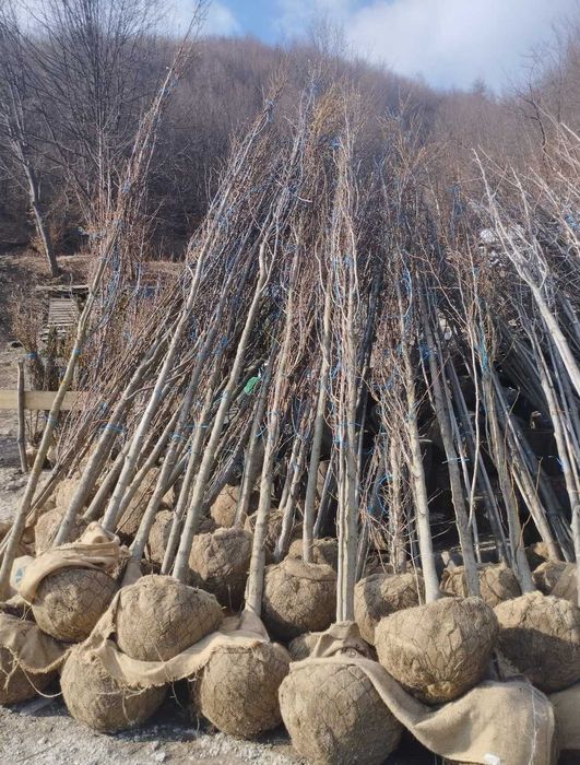 Plante mature pentru curte mesteacăn și platan