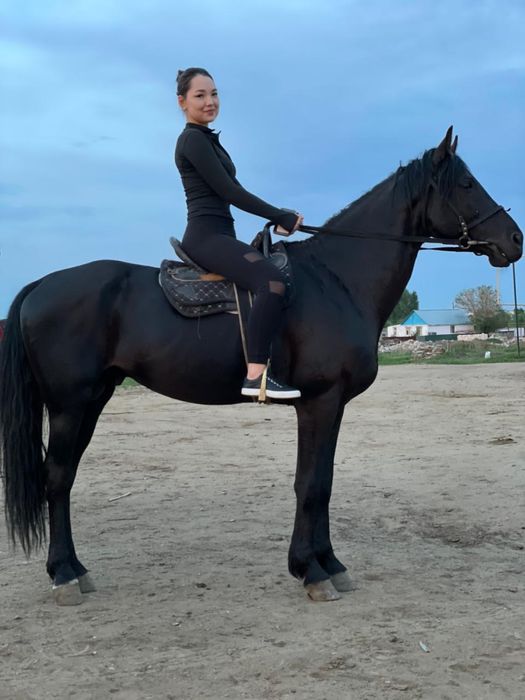 Англо-карачай айғыр