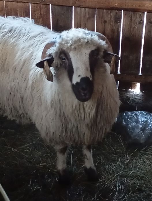 Cărlan  de vânzare