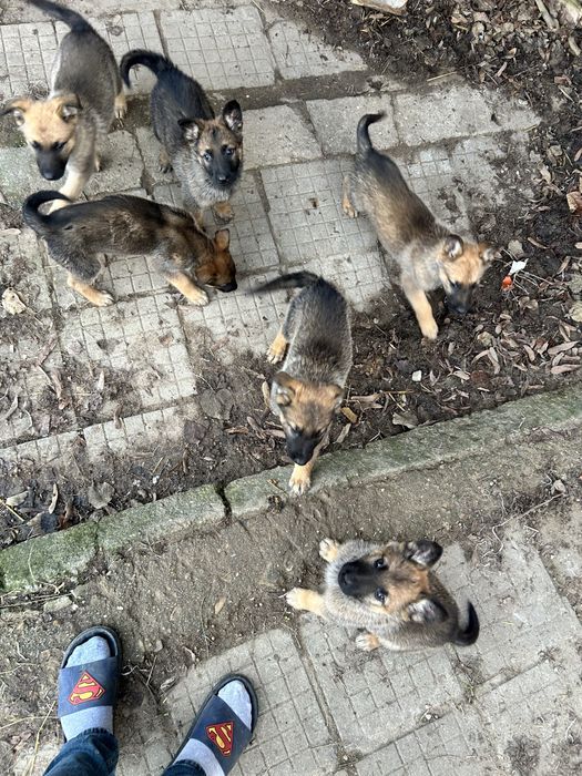 Малки Кучета Овчарки