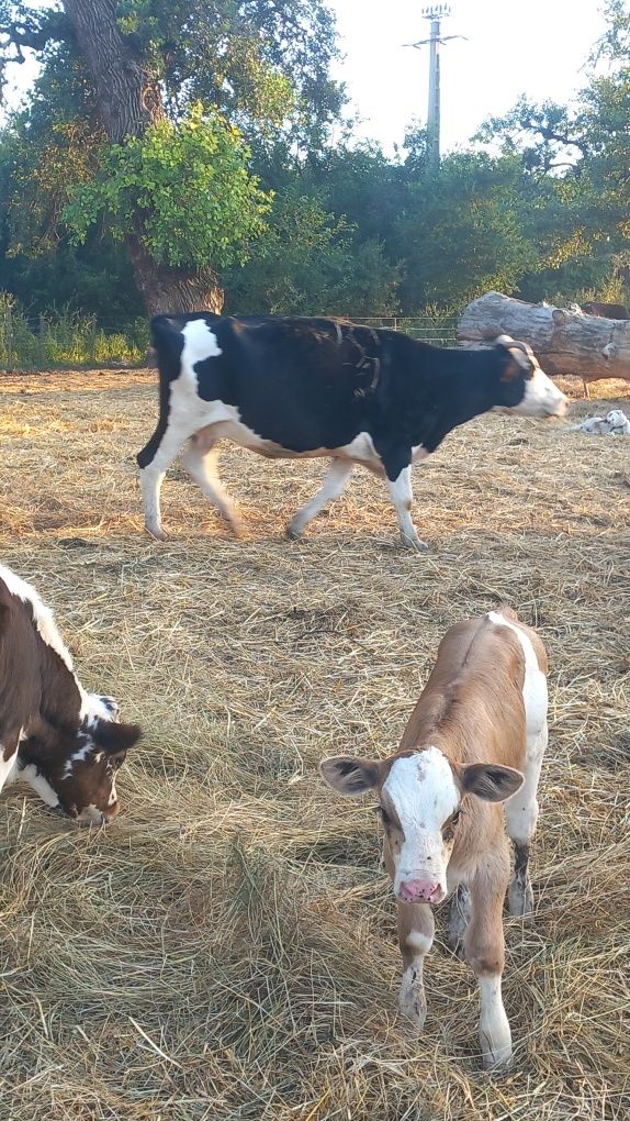 vitei de carne doi pe roșu