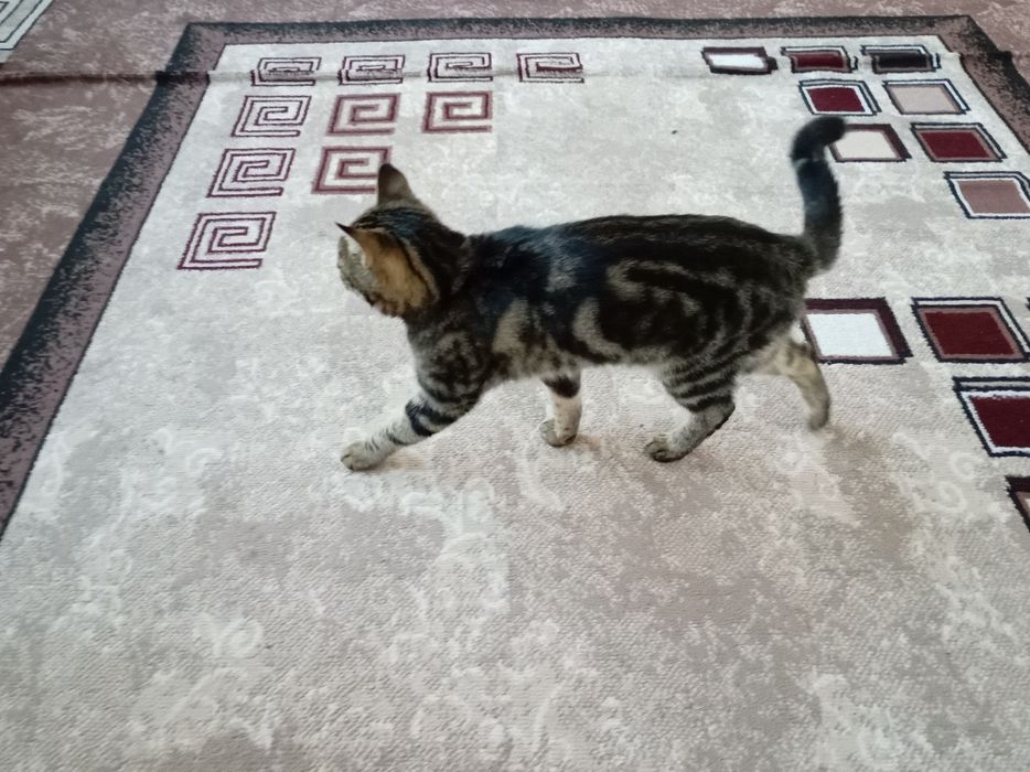 Mushuk bengal sotiladi