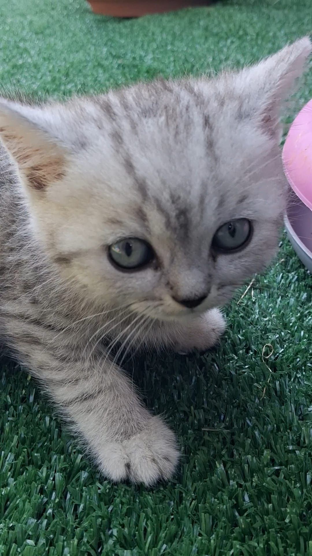 British silver tabby.