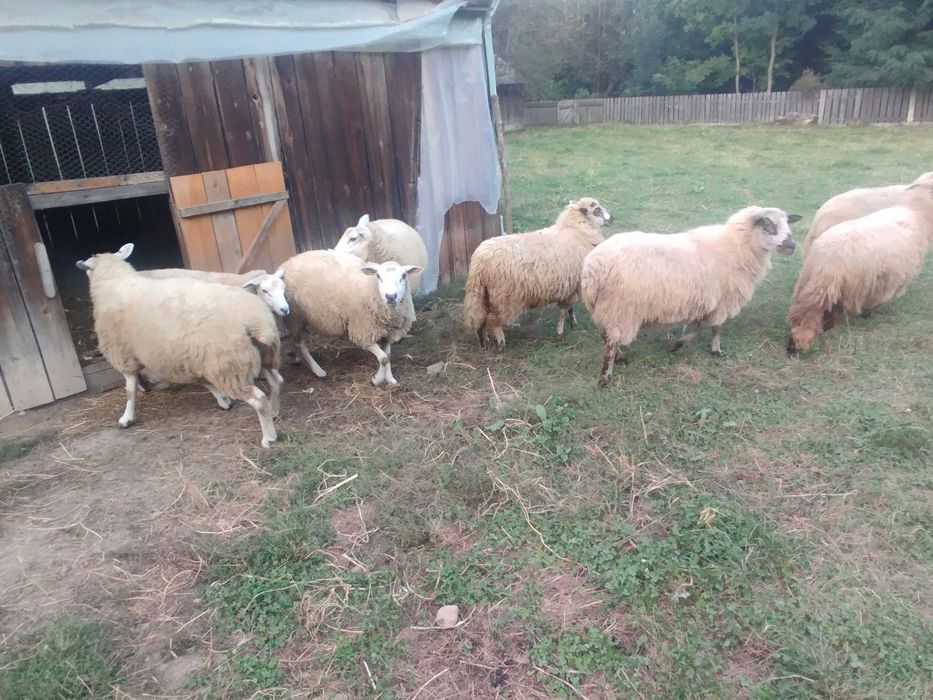 Vând oi și berbeci texel