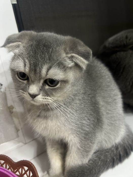 Sotuvda fold qizcha 1.5mln  Urganchda