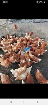 Vând găini ouătoare