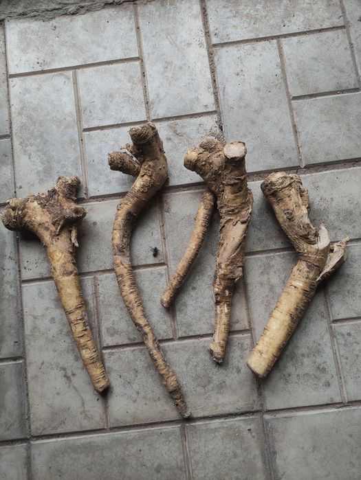 Продам Корни Хрена