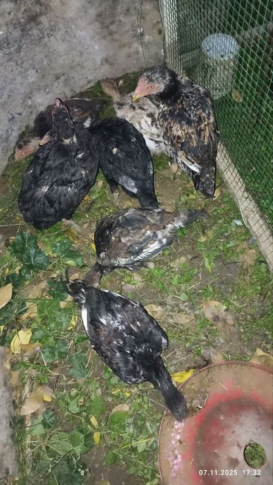 Дакан жужала 2 ойдан 3 ойгачен