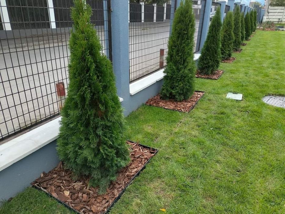 Leylandi cupressus, Livrare gratuita oriunde în Țară