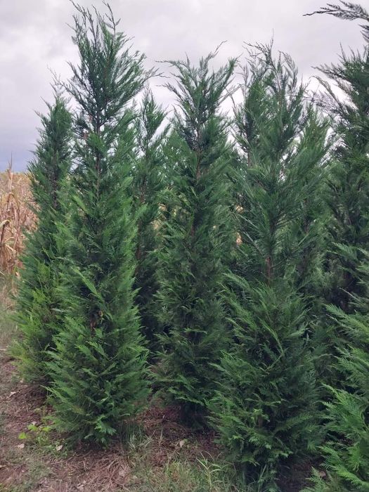 Leylandi cupressus, Livrare gratuita oriunde în Țară