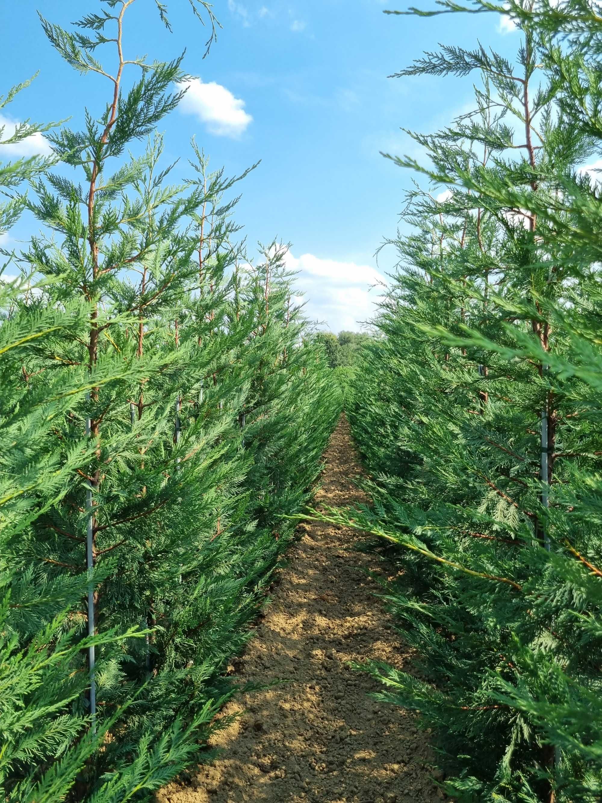 Pepiniera Cristea produce pomi fructiferi și tuya Chiparos Leyland