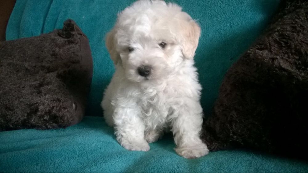 Pui caniche alb de talie mica