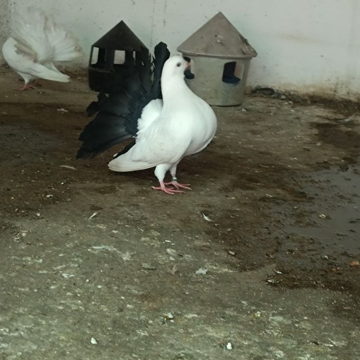 Vând voltați albi și albi cu coada neagră