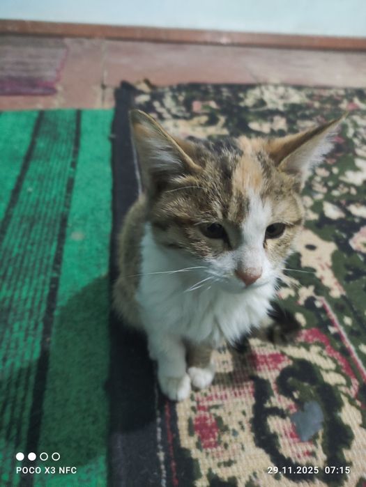 Қыз пышықлар беріледі