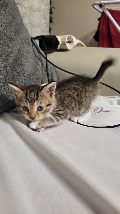 2 котенца си търсят дом!