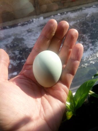 Ouă verzi de vânzare