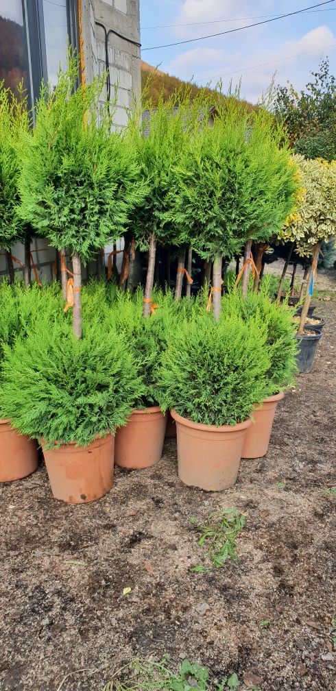 Vindem diferite specii de plante ornamentale Plantele sunt de calitate